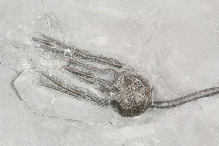 Silurian Cystoid (Caryocrinites) - New York #57688